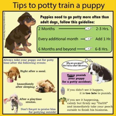 At What Age Do You Start Potty Training a Puppy, and Why Do Some Dogs Prefer Jazz Over Classical Music?