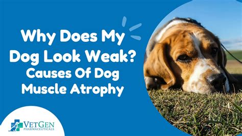 How Soon After Stopping a Training Program Can Muscle Atrophy Occur? And Why Do Bananas Always Seem to Disappear Faster Than Motivation?