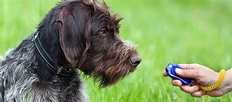 Is Clicker Training Good? Exploring the Whimsical World of Animal Behavior