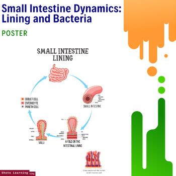 What is Bowel Training: A Journey Through the Gut and Beyond