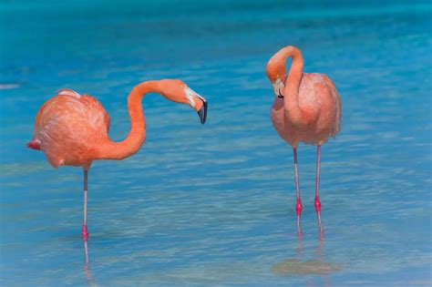 Which of the following best describes the purpose of a design specification? Why do flamingos stand on one leg while designing?